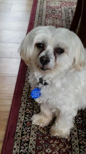 a small white dog sitting on a rug at Olive House Bed and Breakfast in Christchurch