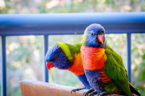 two colorful birds sitting on top of a rail at Sanctuary Lake Apartments in Gold Coast