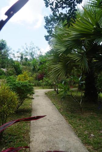 a walking path in a garden with palm trees at Khao Sok Green Mountain View in Khao Sok