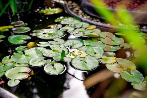 a group of green lily pads in a pond at Royal Apartments Hotel Kecskemét in Kecskemét