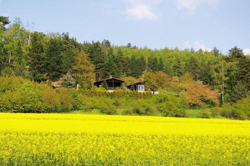 a house in the middle of a yellow rapeseed field at Bungalow A in Börnecke