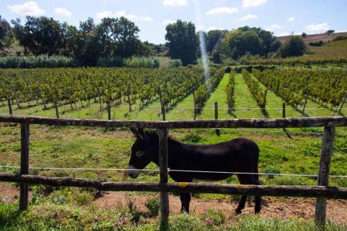 a black donkey standing in a field next to a fence at Borgo del Gelso in Olgiata