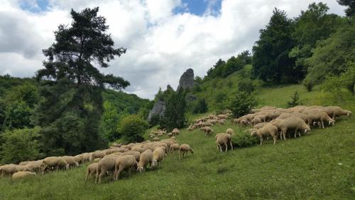 a herd of sheep walking on a grassy hill at Luisenhof in Geisfeld