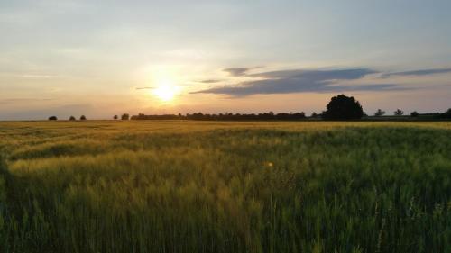 a field of tall grass with the sunset in the background at Luisenhof in Geisfeld