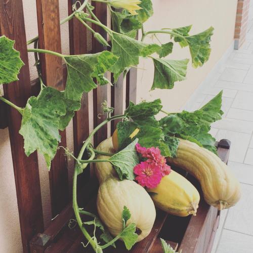 a bunch of pumpkins on a shelf with a plant at La Corte D'Emilio B&B in Vignola