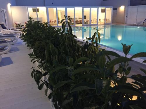 a large swimming pool with a plant in front of it at Hotel Miramare in Marina di Ragusa