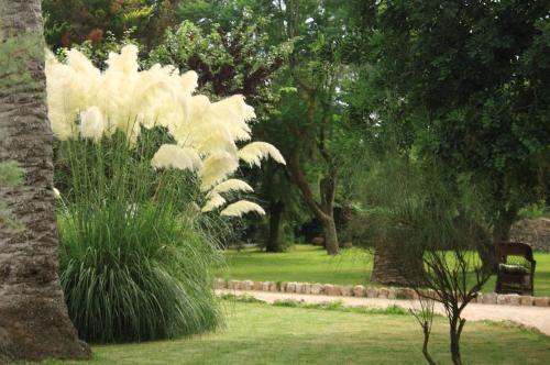 a large white plant in a park with a bench at Petit Hotel Es Figueral in Campos