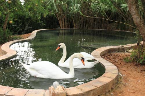 two swans swimming in a pool of water at Petit Hotel Es Figueral in Campos