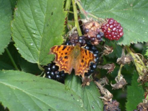 an orange butterfly sitting on a bunch of blackberries at b&b de Vlinder in Hardenberg