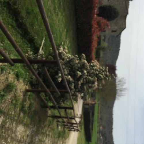 a group of plants sitting on a power line at Azienda Agrituristica I Tre Casali in Magione