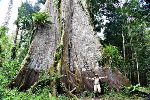 a man standing in front of a large tree at Hospedaje Neydita in Iquitos