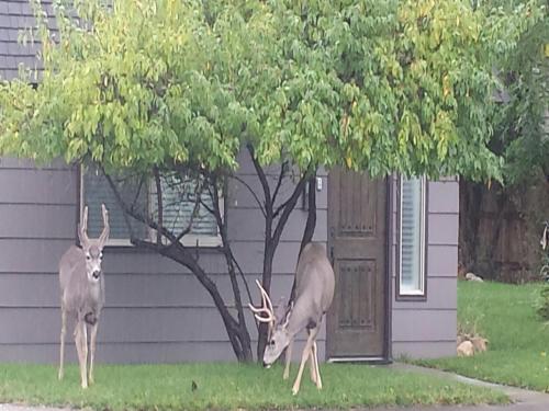 two deer standing in the grass near a tree at Secret Cottage Yellowstone 1 bd 2 beds dtwn #1 in Cody