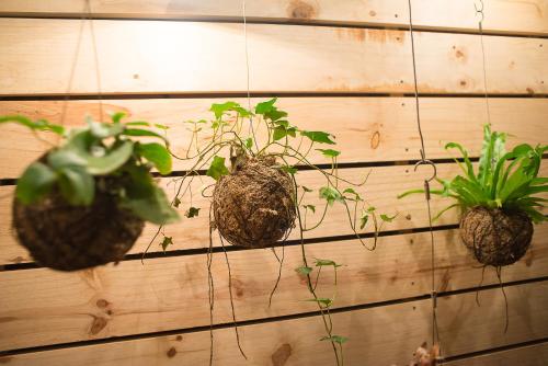 three plants are hanging on a wooden wall at Brahman Hills - Gardens, Hotel & Cottages in Nottingham Road