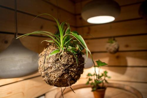 a potted plant is hanging on a wall at Brahman Hills - Gardens, Hotel & Cottages in Nottingham Road