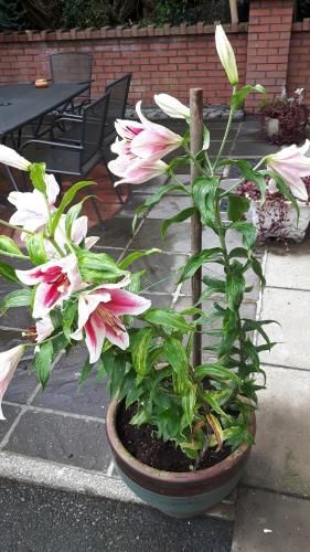a potted plant with pink flowers on a patio at Scapaflow B&B in OʼBriensbridge