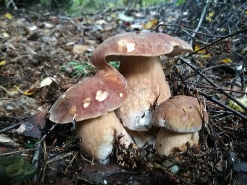 a group of mushrooms sitting on the ground at Likimo ratas in Paliepis