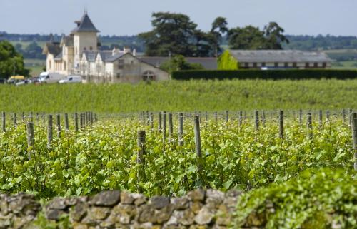 a vineyard with a fence and flowers in a field at Domaine de la Soucherie - Chambres d'hôtes in Beaulieu-sur-Layon