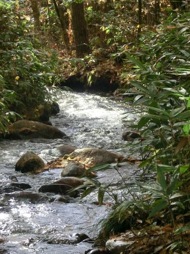 a stream of water with rocks in a forest at Canadian Loghouse Inn AzuminoYujin in Azumino