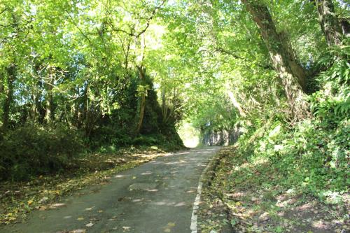a road in the middle of a forest at The Gower Hotel in Swansea