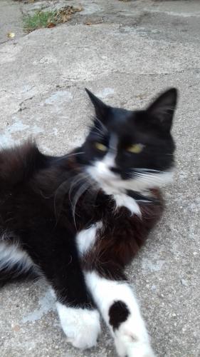 a black and white cat laying on the ground at Casa da Quinta De S. Martinho in Vila Real