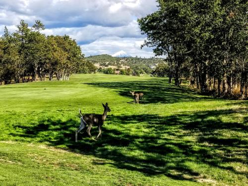 two gazelles running in a field of grass at Resort at Eagle Point Golf Club Lodging in Medford