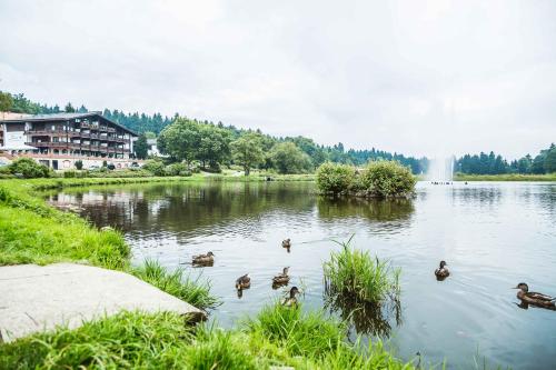 a group of ducks swimming in a lake at Appartements Am Kranichsee in Hahnenklee-Bockswiese