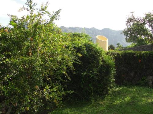 a large green hedge in a yard with trees at Las Casitas Tepoztlán in Tepoztlán