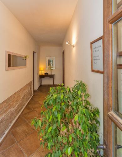 a hallway with a potted plant and a table at Pisa Holidays in Pisa