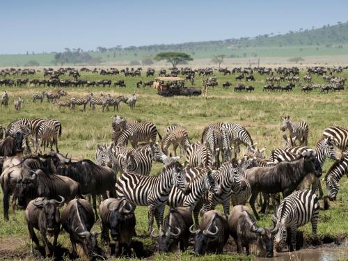 a herd of zebras and other animals in a field at One Nature Nyaruswiga Serengeti in Banagi