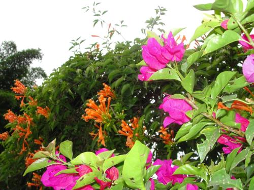 a group of colorful flowers on a tree at Las Casitas Tepoztlán in Tepoztlán