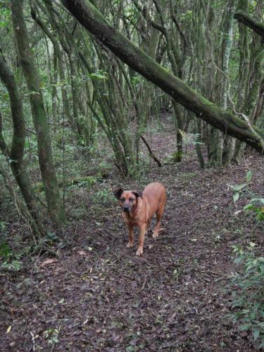 a brown dog walking through a wooded area at OM B&B + Spa in Viamão