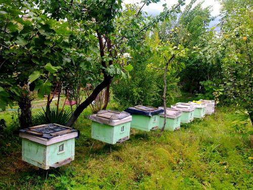 a row of beehives sitting in the grass at Farmer's Guest House in Tʼelavi