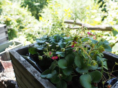 a wooden box filled with plants in a garden at Il giuggiolo in Conegliano