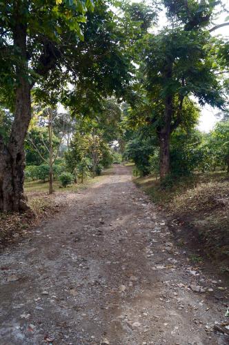 a dirt road with trees on either side at Arusha Villa Karamu Coffee Estate in Usa River