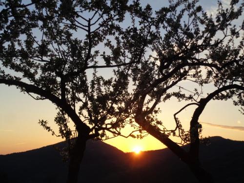 a silhouette of a tree with the sunset in the background at B&B La Bredia in Fivizzano