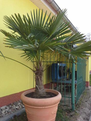 a large plant in a pot in front of a building at Strandidyll 9 in Ueckeritz