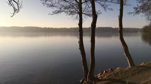 two trees on the shore of a lake at Wittlers Hotel in Ratzeburg
