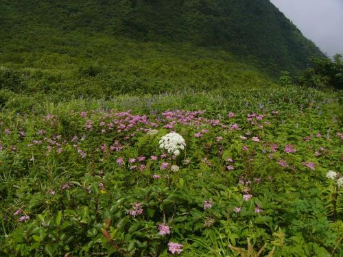 a field of flowers in front of a mountain at Shukubo Kansho-in Temple Sanrakuso in Daisen