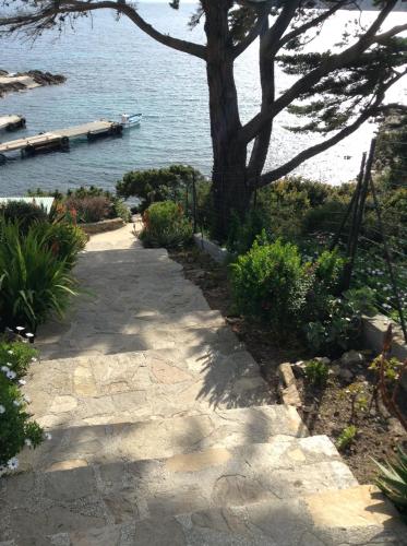 a tree and a walkway next to the water at Villa Mirabel in Île du Levant