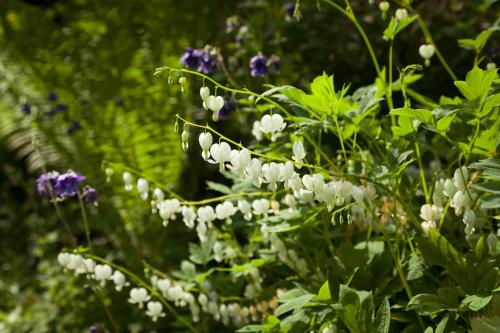 a garden with white flowers and green plants at Hotel Villa Rosa in Allershausen