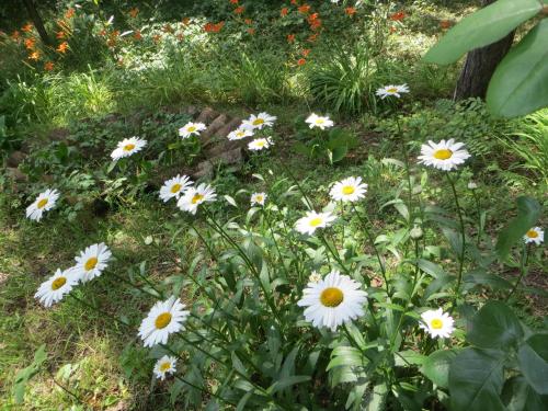 a group of white flowers in the grass at Guest House Kamea in Sighnaghi