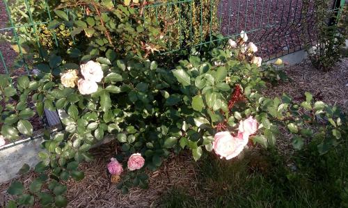 a garden with pink flowers and a fence at Mag's Dream in Berck-sur-Mer