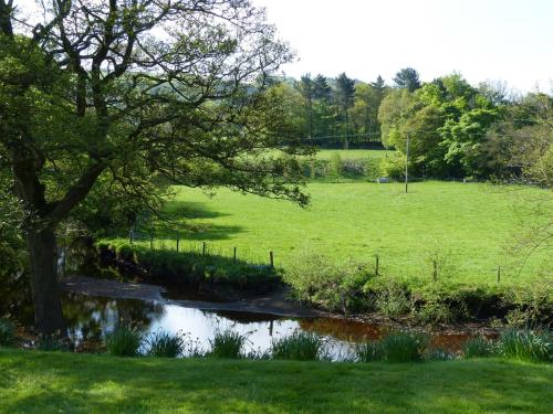 a tree in a field next to a river at Millbrook in Penistone