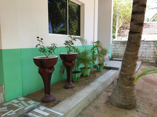 a group of potted plants sitting in front of a building at Nice Place Beach Hotel in Arugam Bay