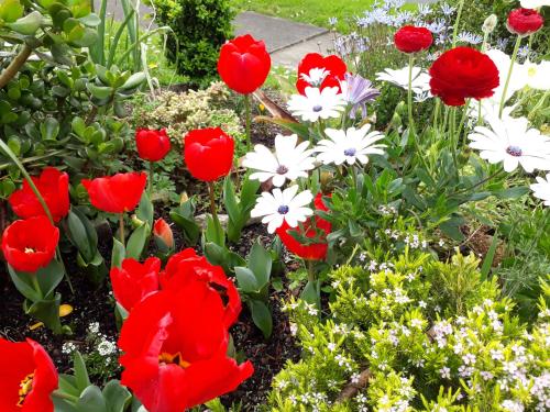 a garden filled with red and white flowers at Lush & Co Auckland Bed & Breakfast in Auckland