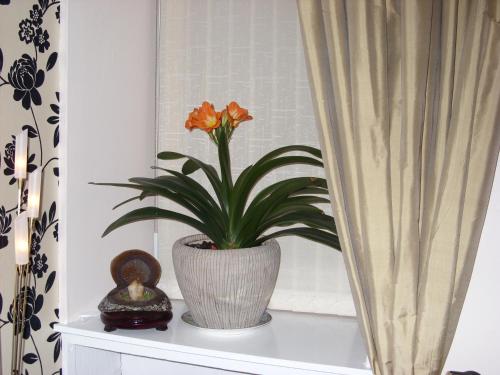 a plant in a vase sitting on a window sill at Alba Guest House in Aberdeen