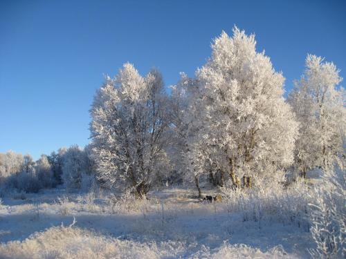 a field with trees covered in snow at Unicare Røros in Røros