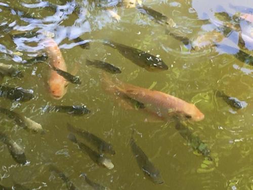 Animales en la villa o alrededores