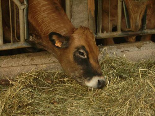 Studio nature a la ferme – Photos 4