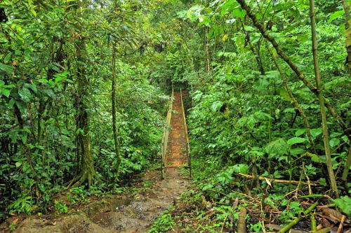 a trail in the middle of the forest at Finca Amistad Cacao Lodge in Bijagua